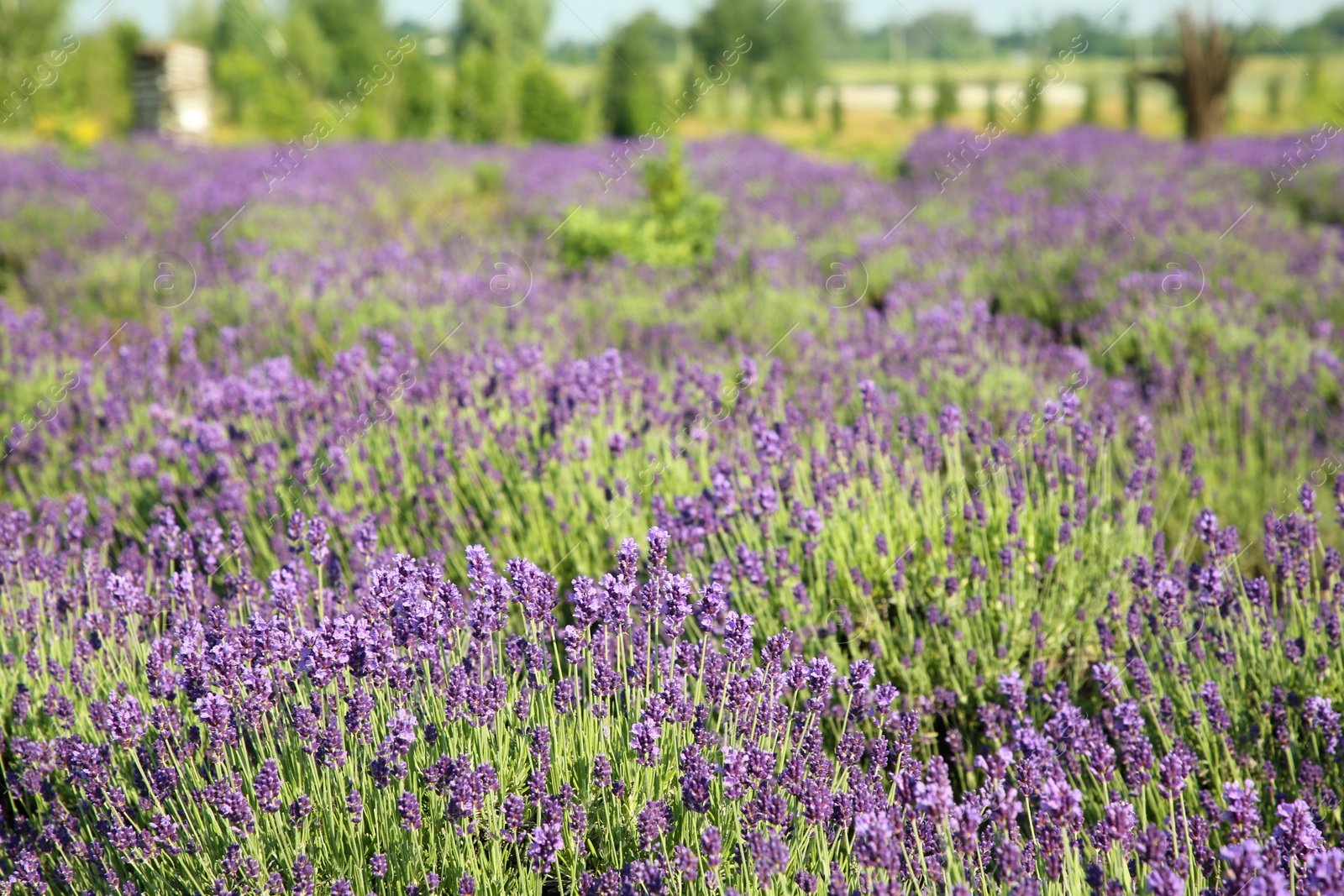 Photo of Beautiful view of blooming lavender growing in field