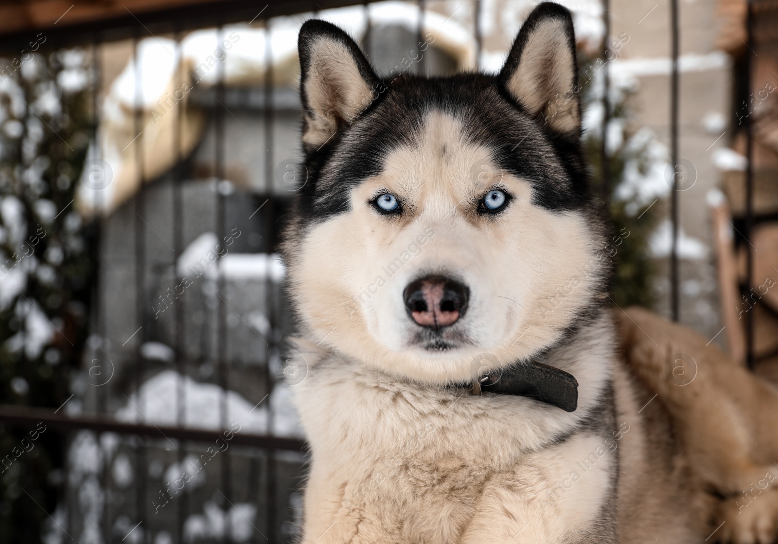 Photo of Beautiful Husky dog in outdoor pet enclosure on snowy day