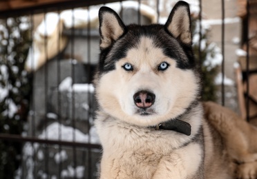 Beautiful Husky dog in outdoor pet enclosure on snowy day