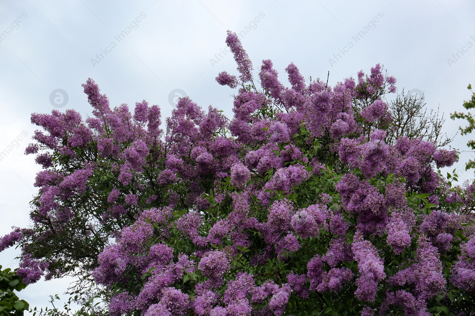 Photo of Beautiful blossoming lilac tree against blue sky, low angle view