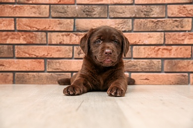 Photo of Chocolate Labrador Retriever puppy on floor near wall indoors