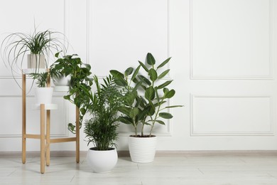Photo of Many different houseplants in pots near white wall indoors, space for text
