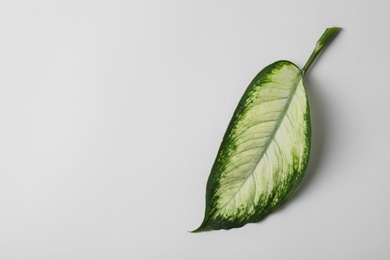 Leaf of tropical dieffenbachia plant on white background, top view