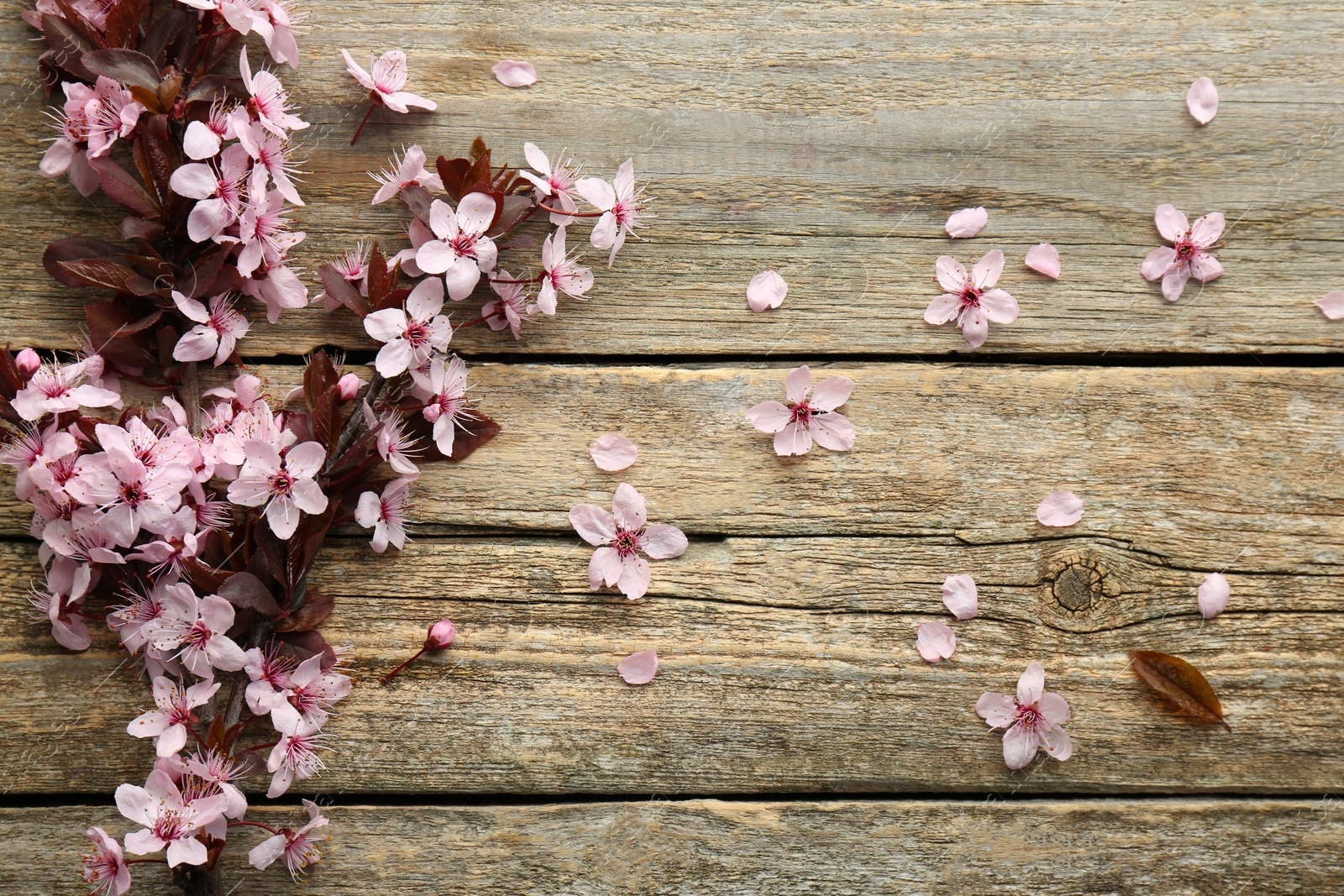 Photo of Spring branch with beautiful blossoms, petals and leaves on wooden table, top view