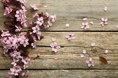 Spring branch with beautiful blossoms, petals and leaves on wooden table, top view
