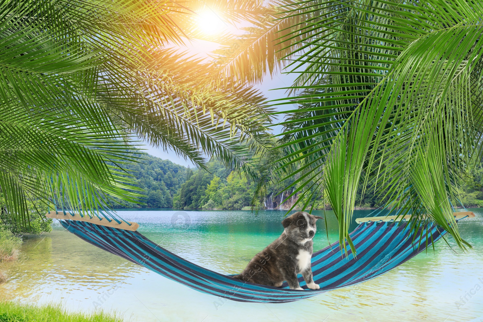 Image of Cute puppy in hammock between palms near sea on sunny day. Summer vacation with pet