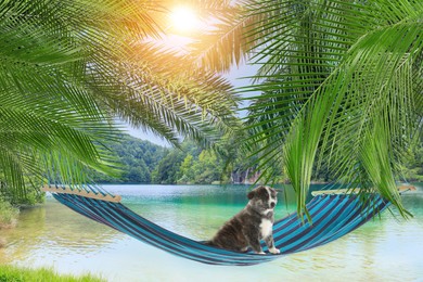 Image of Cute puppy in hammock between palms near sea on sunny day. Summer vacation with pet