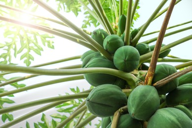 Unripe papaya fruits growing on tree outdoors, closeup