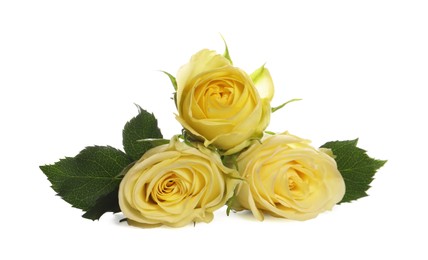 Photo of Beautiful fresh yellow roses with leaves isolated on white