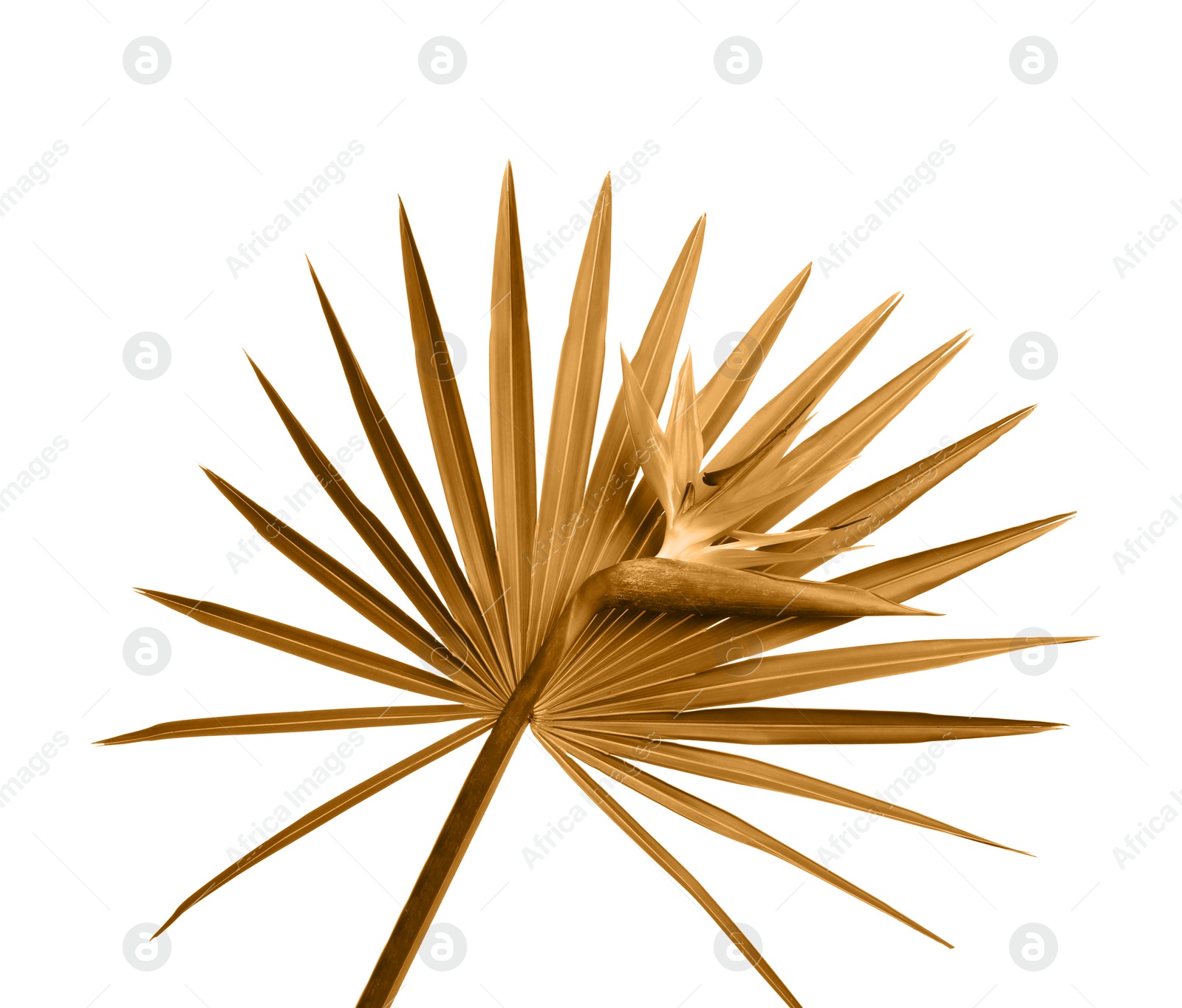 Image of Golden Bird of Paradise flower on white background