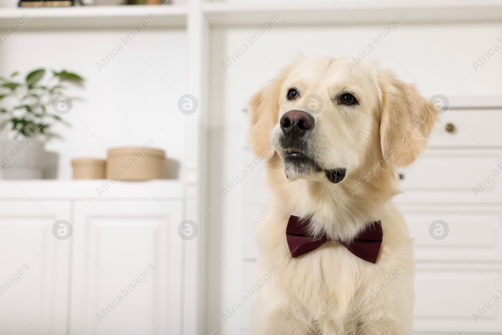 Photo of Cute Labrador Retriever with stylish bow tie indoors. Space for text