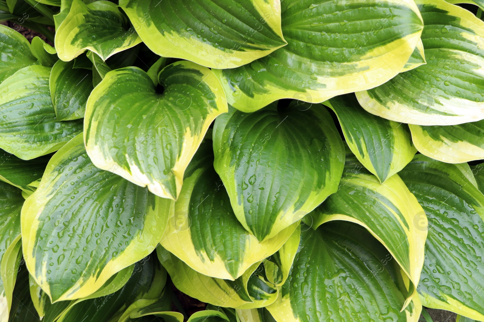 Photo of Beautiful dieffenbachia with wet green leaves as background