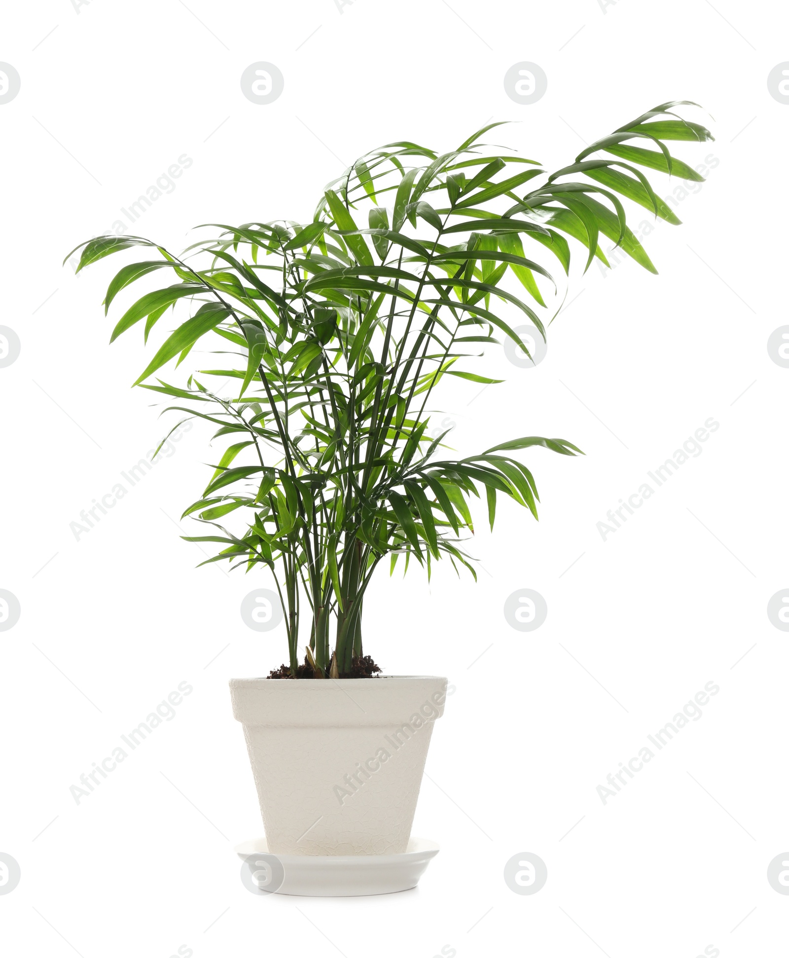 Photo of Beautiful Ravenea rivularis plant in pot isolated on white. House decor