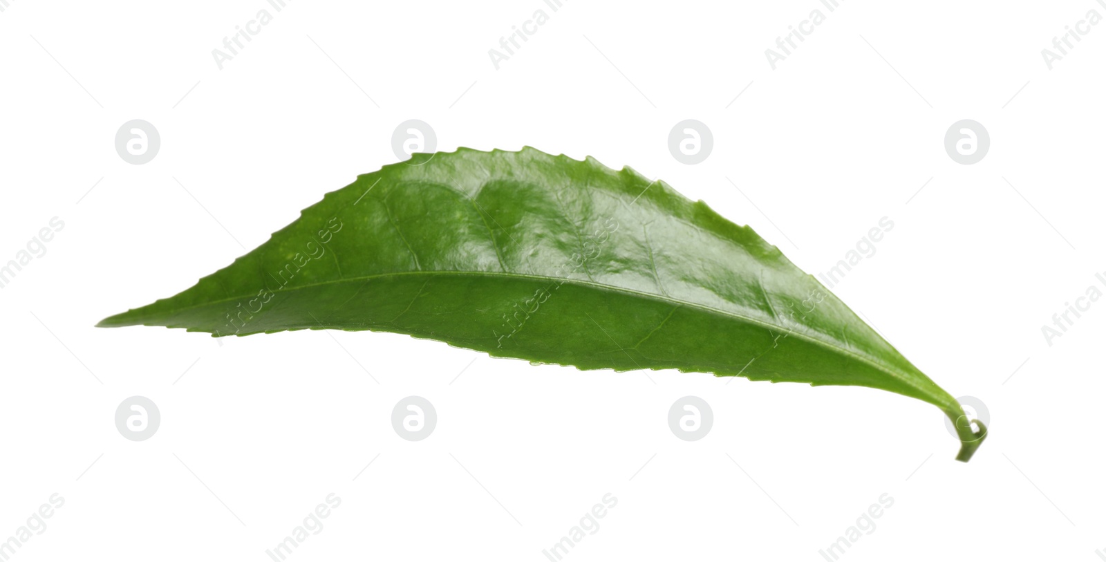 Photo of Green leaf of tea plant isolated on white