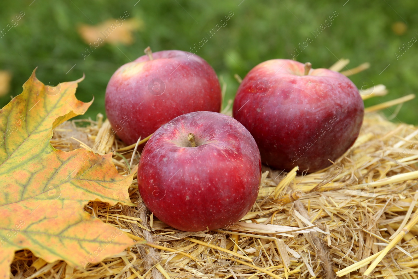 Photo of Delicious ripe apples and maple leaf on hay outdoors, closeup. Autumn harvest