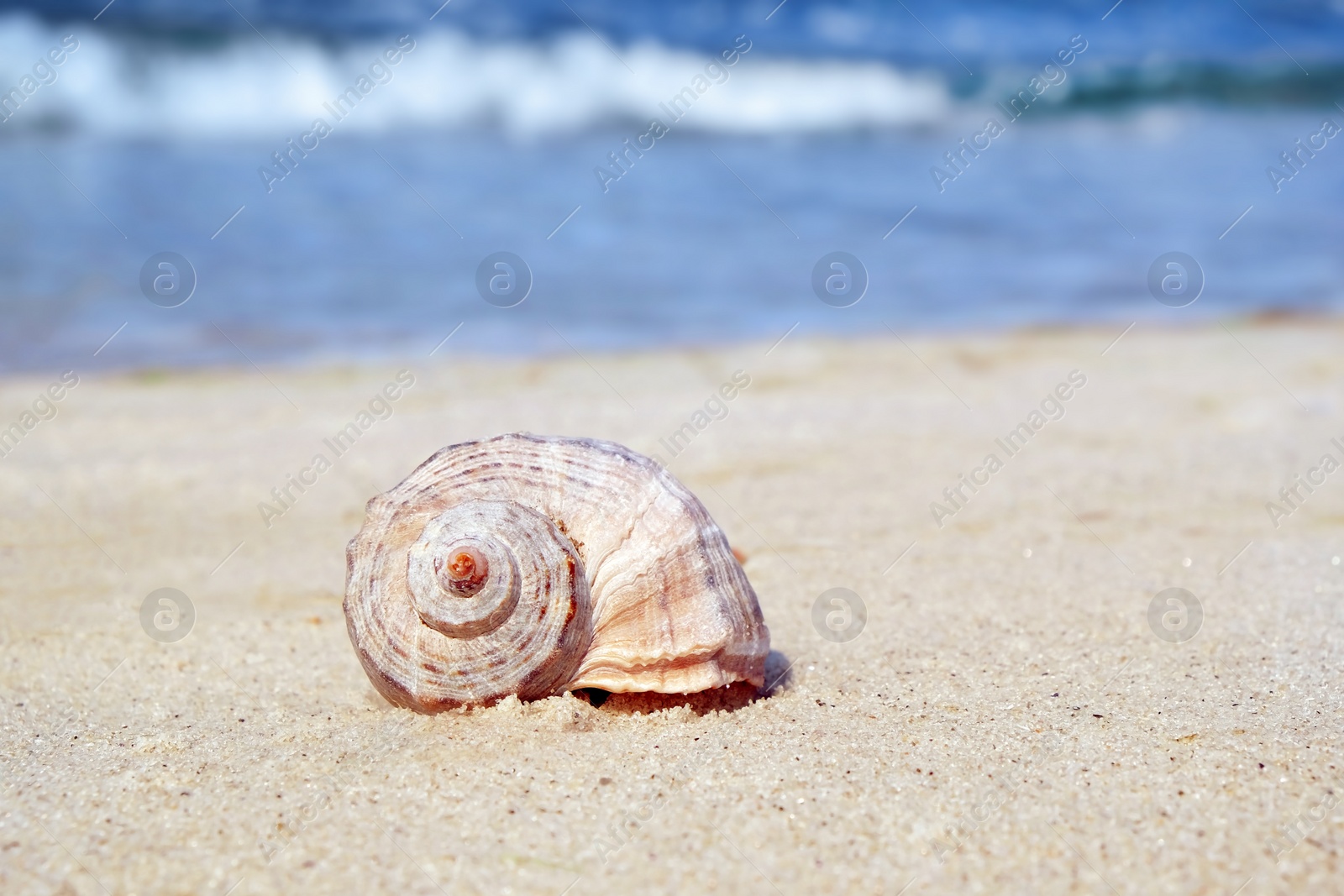 Photo of Shell on sand at sea shore. Summertime