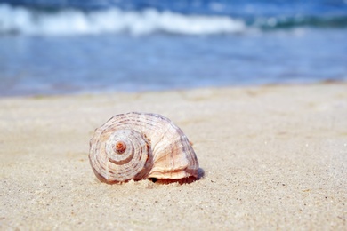 Shell on sand at sea shore. Summertime