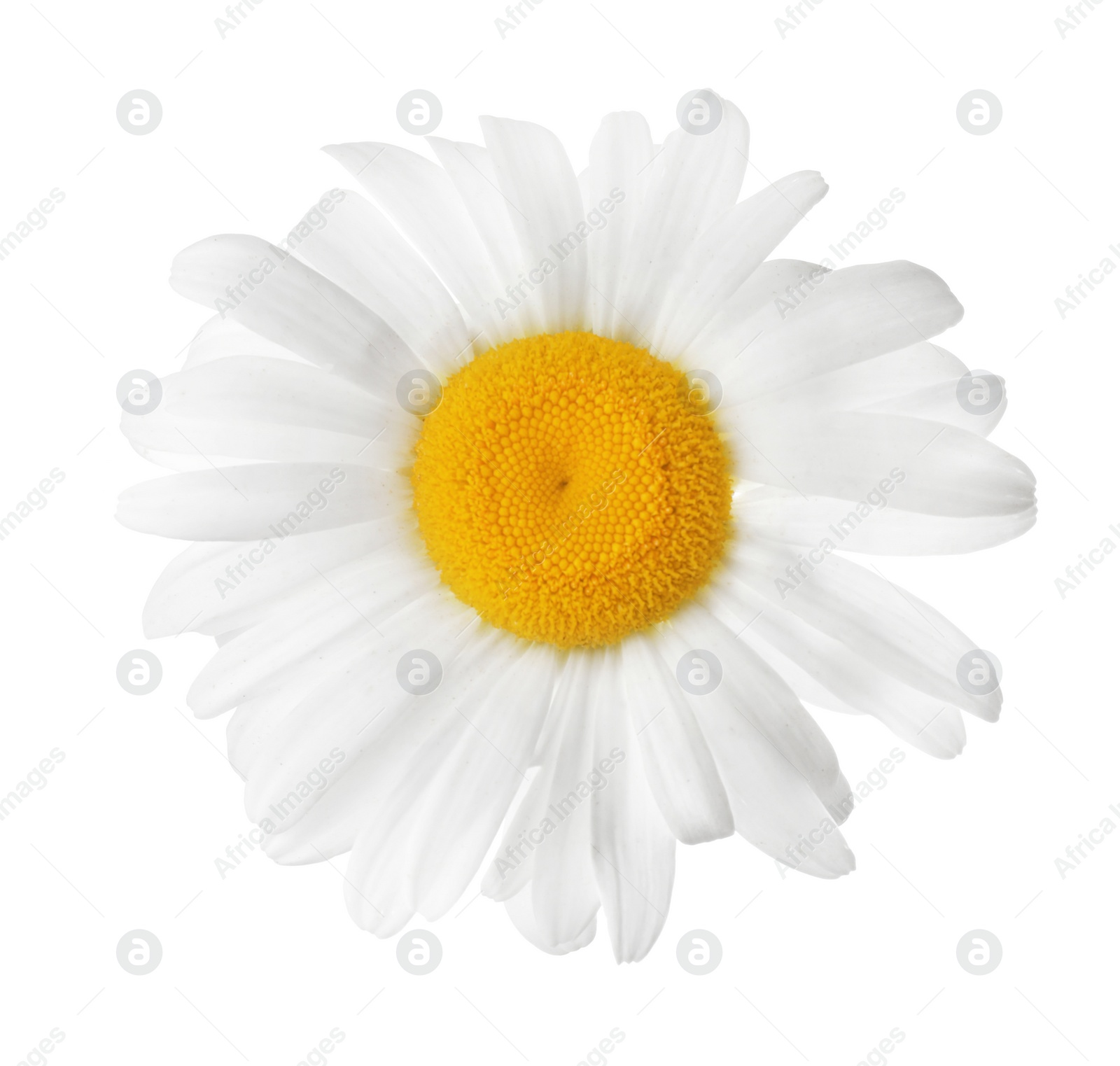 Photo of Beautiful blooming chamomile flower isolated on white