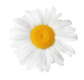 Photo of Beautiful blooming chamomile flower isolated on white