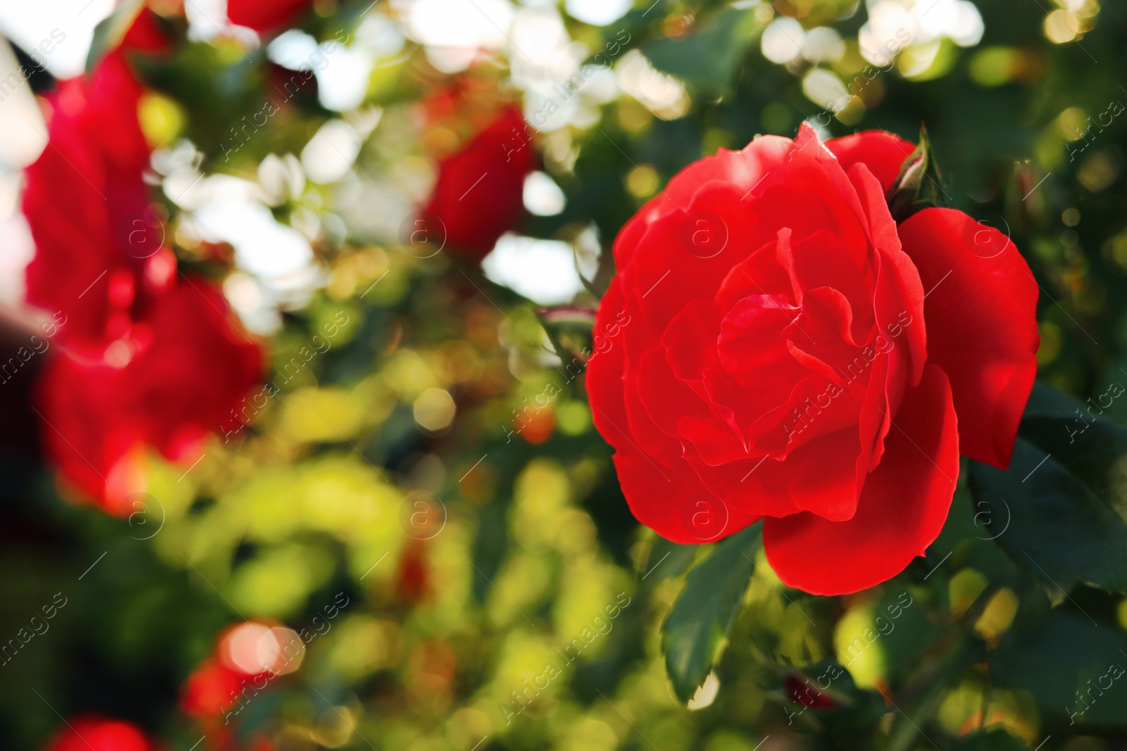 Photo of Beautiful blooming red rose on bush outdoors, closeup. Space for text