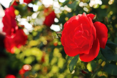 Photo of Beautiful blooming red rose on bush outdoors, closeup. Space for text