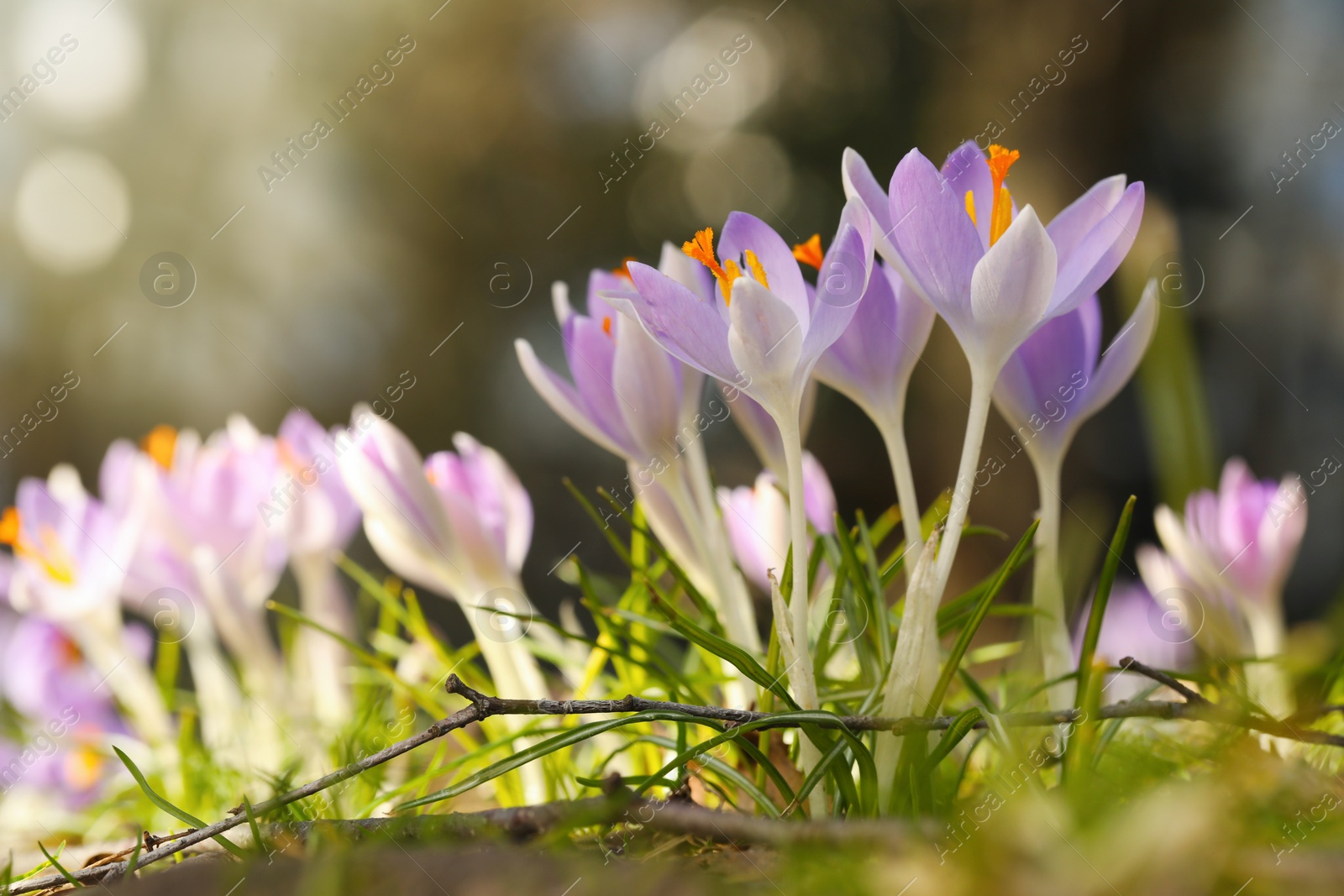 Photo of Beautiful crocus flowers growing outdoors, closeup view