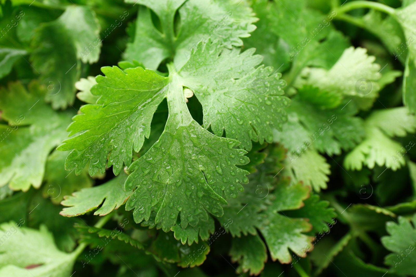 Photo of Fresh green coriander leaves as background, closeup