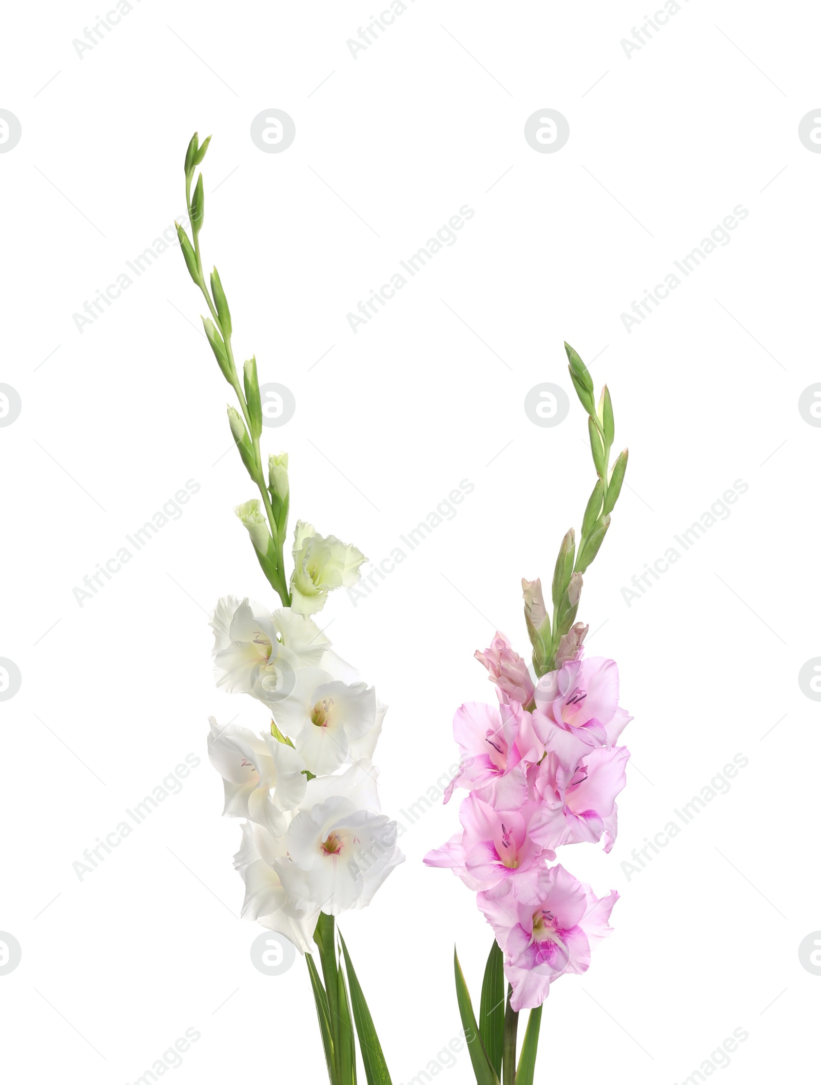 Photo of Beautiful color gladiolus flowers on white background