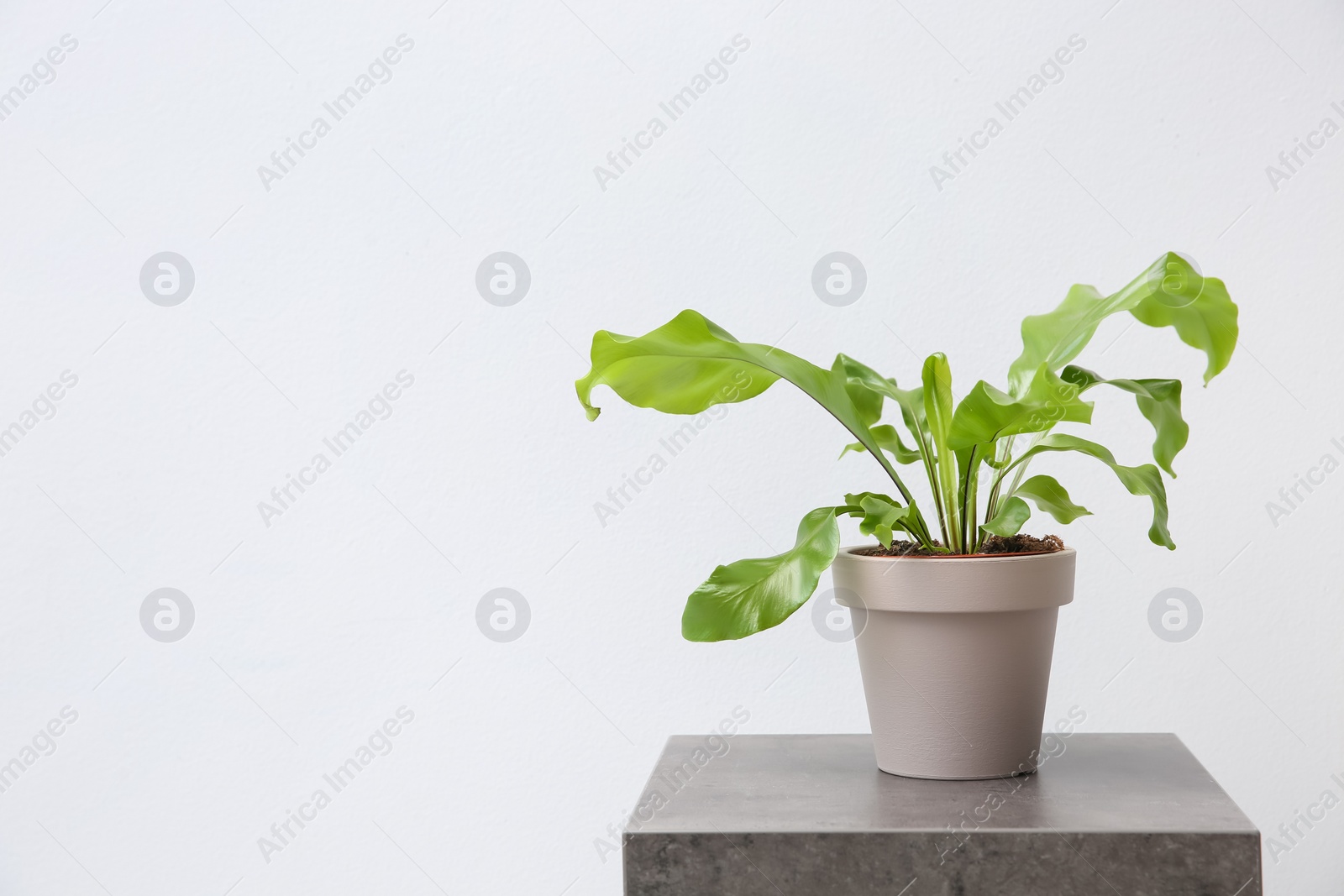 Photo of Beautiful fern in pot on grey table against white background, space for text