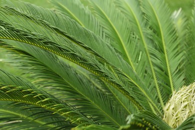 Photo of Closeup view of beautiful tropical palm leaves