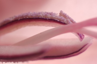 Beautiful pink Gladiolus flower as background, macro view