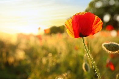 Photo of Beautiful blooming poppy flower in field on sunny evening. Space for text