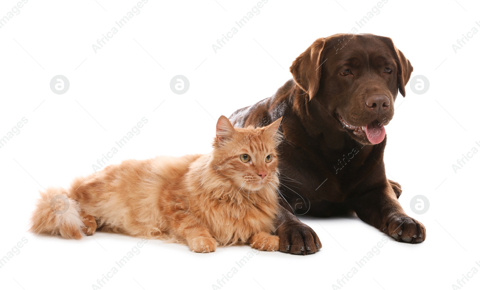 Photo of Cat and dog together isolated on white. Fluffy friends