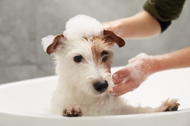 Photo of Woman washing her cute dog with shampoo in bathroom indoors, closeup