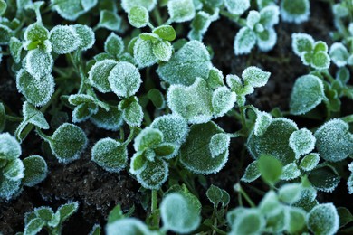 Photo of Green plants covered with hoarfrost on ground, closeup