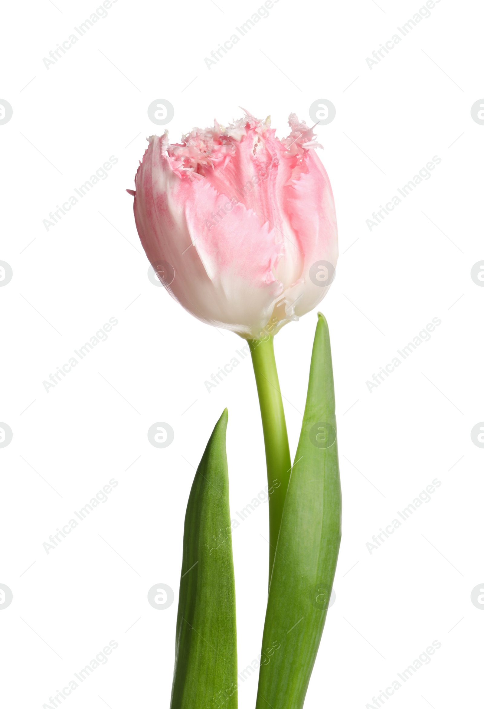 Photo of One beautiful tulip flower isolated on white