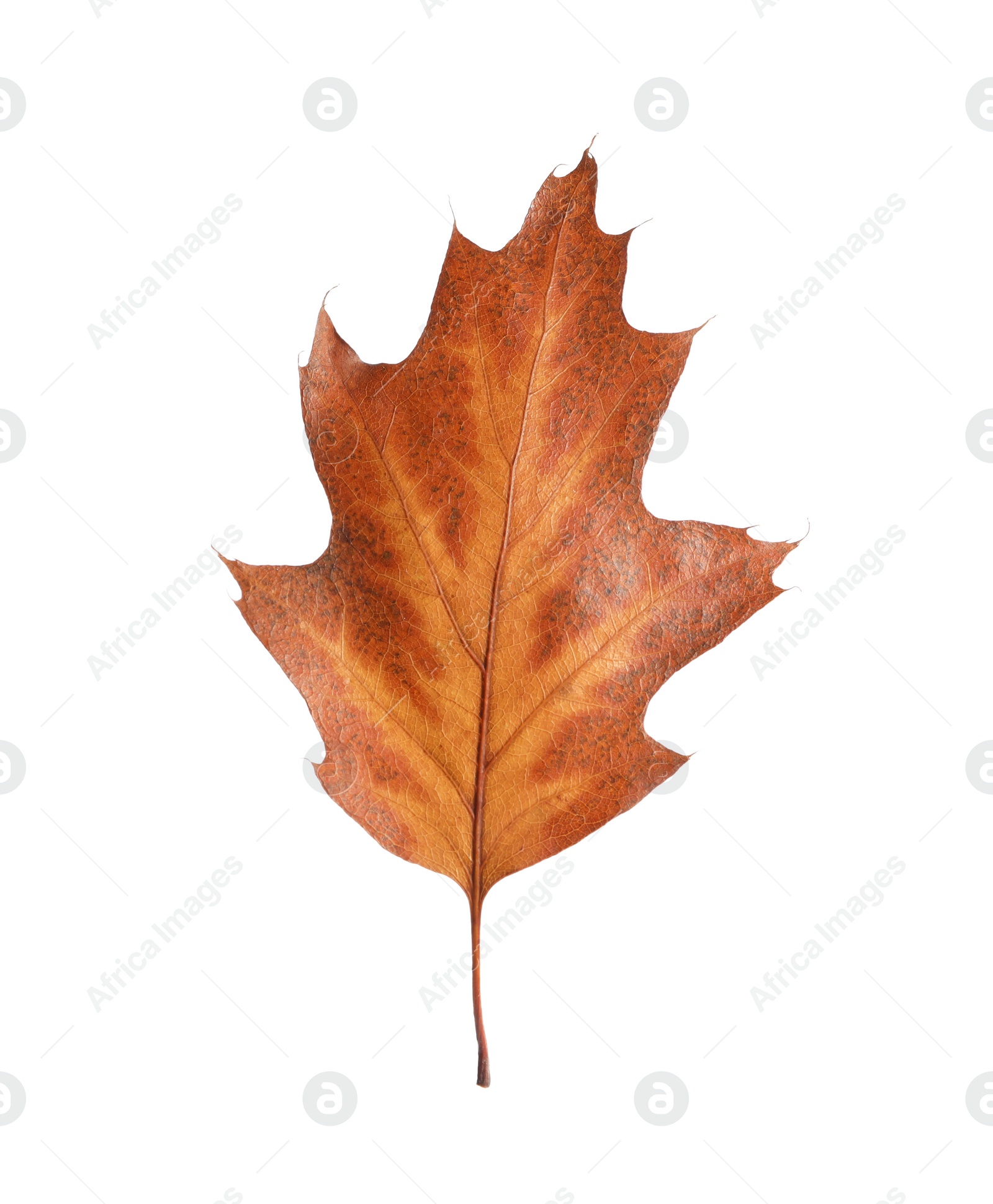 Photo of One dry autumn leaf isolated on white