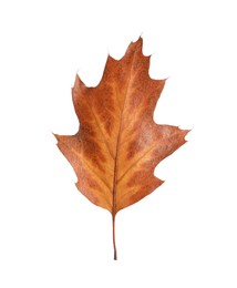 Photo of One dry autumn leaf isolated on white