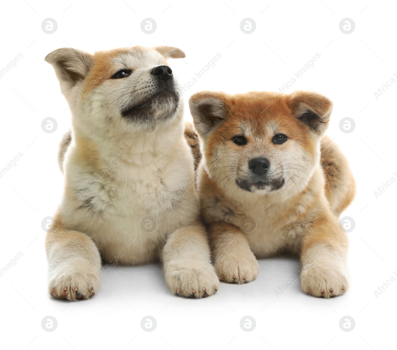 Photo of Cute akita inu puppies isolated on white