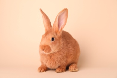 Photo of Cute bunny on beige background. Easter symbol