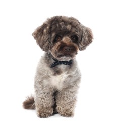 Cute Maltipoo dog with bow tie on white background. Lovely pet