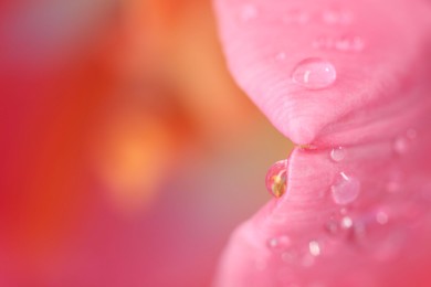 Photo of Beautiful flower with water drops on blurred background, macro view. Space for text