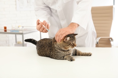 Photo of Professional veterinarian vaccinating cute cat in clinic