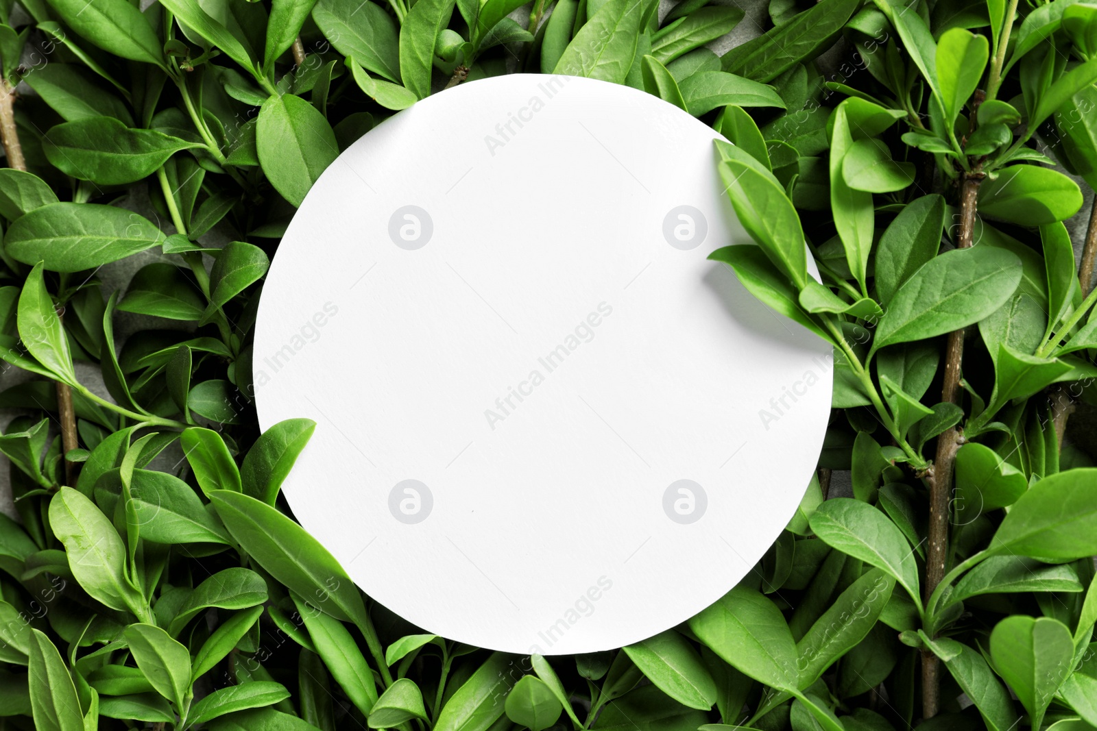 Photo of Blank card with space for text on green leaves