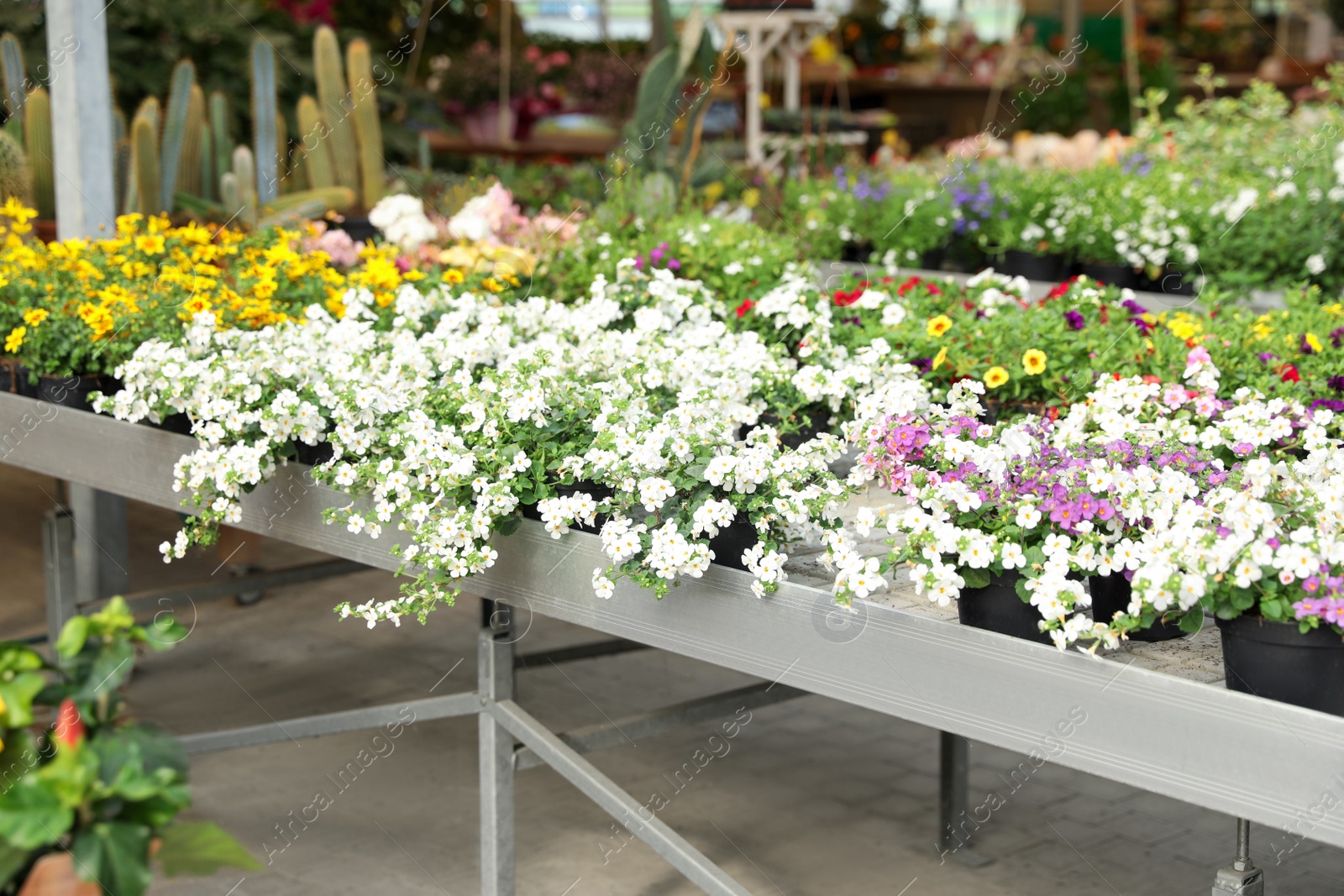 Photo of Many different beautiful blooming plants in garden center