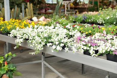 Many different beautiful blooming plants in garden center