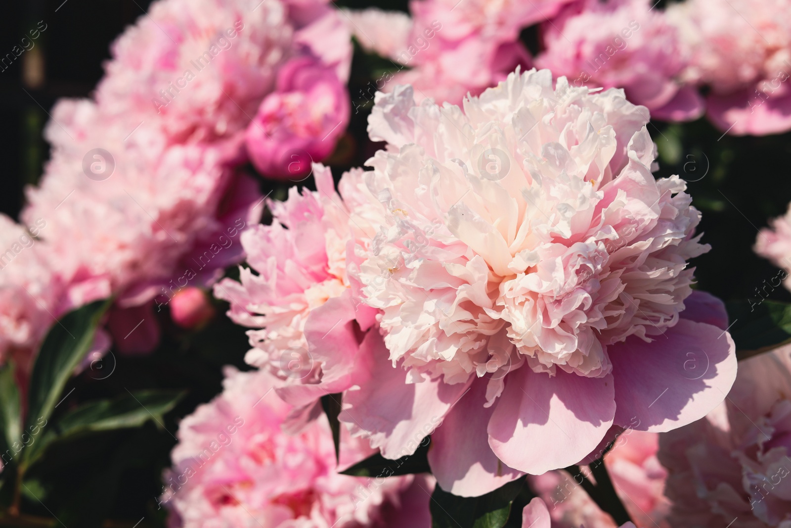 Photo of Wonderful fragrant pink peonies outdoors, closeup view