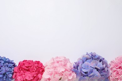 Photo of Beautiful hortensia flowers on light background, flat lay. Space for text