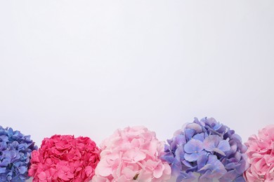 Beautiful hortensia flowers on light background, flat lay. Space for text