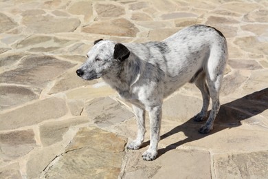 Photo of Lonely stray dog on stone surface outdoors. Homeless pet
